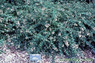 Abelia x grandiflora