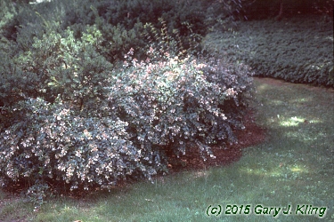 Abelia x grandiflora