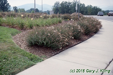 Abelia x grandiflora