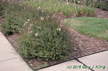 Abelia x grandiflora