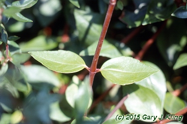 Abelia x grandiflora