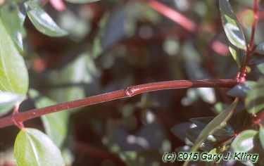 Abelia x grandiflora
