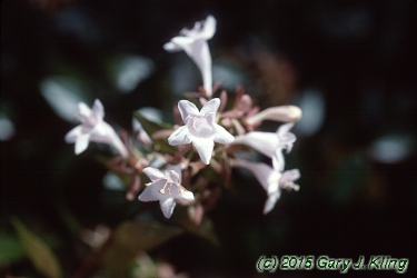 Abelia x grandiflora
