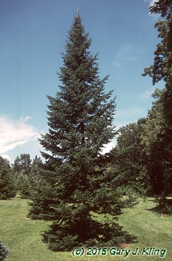 Abies balsamea