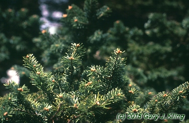 Abies balsamea
