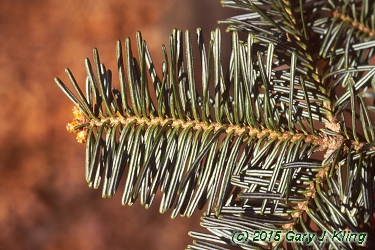 Abies balsamea
