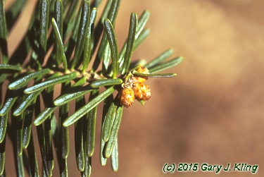 Abies balsamea