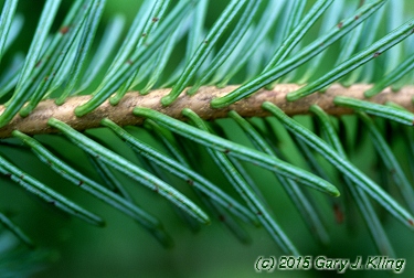 Abies balsamea