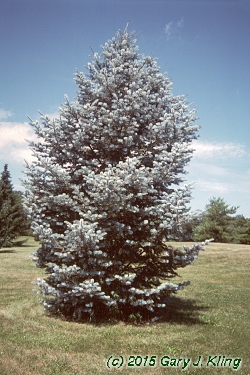 Abies concolor 'Candicans'