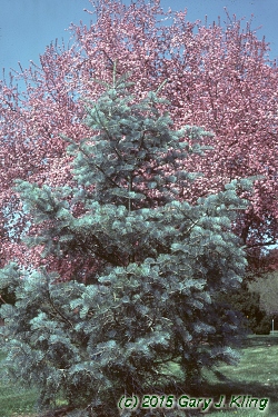 Abies concolor 'Candicans'
