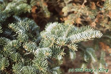 Abies fraseri