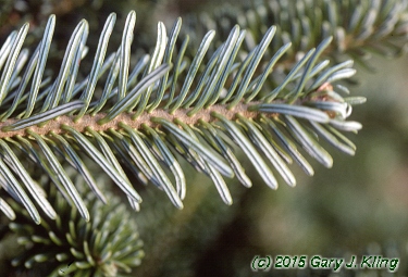 Abies fraseri