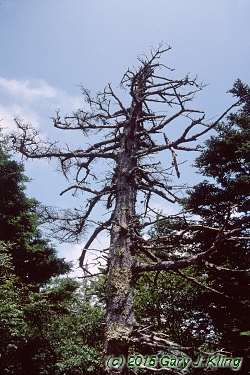 Abies fraseri