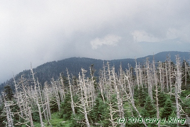 Abies fraseri