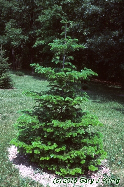Abies veitchii