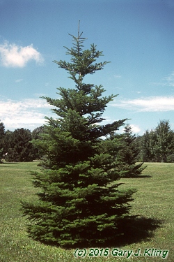 Abies veitchii