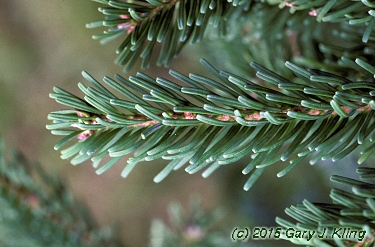 Abies veitchii