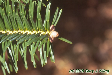 Abies veitchii