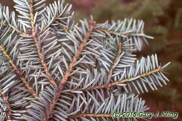 Abies veitchii