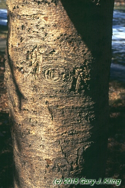 Abies veitchii