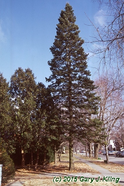 Abies balsamea