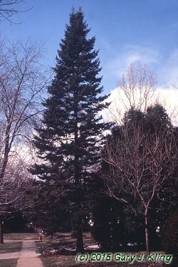 Abies balsamea