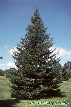 Abies balsamea
