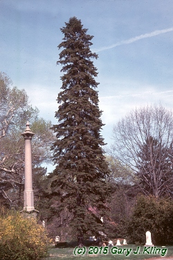 Abies cilicica