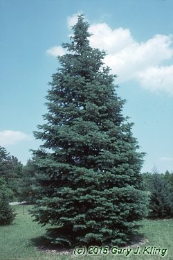 Abies concolor