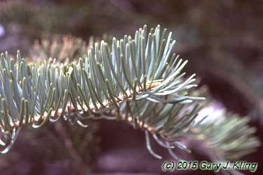 Abies concolor