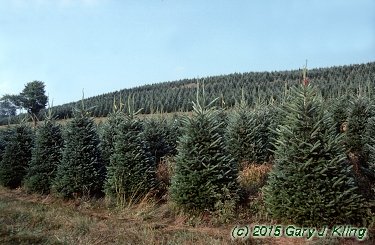 Abies fraseri