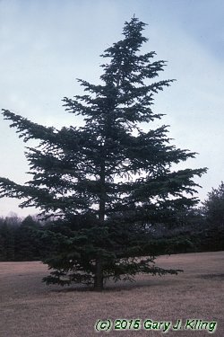 Abies veitchii