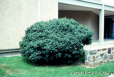 Acer campestre 'Compactum'