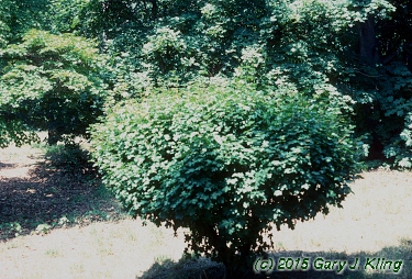 Acer campestre 'Compactum'