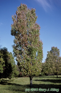 Acer x freemanii 'Armstrong' habit: UIPLANTS