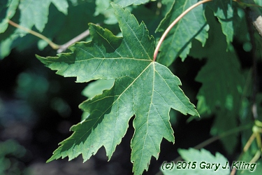 Acer x freemanii 'Morton' (Marmo [TM]) habit: UIPLANTS