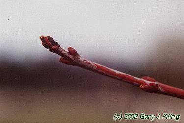 Acer x freemanii 'Morton' (Marmo [TM])