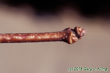 Acer tataricum subsp. ginnala