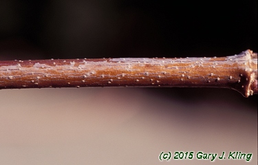 Acer tataricum subsp. ginnala