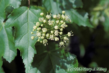 Acer tataricum subsp. ginnala