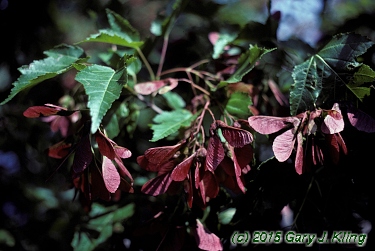 Acer tataricum subsp. ginnala