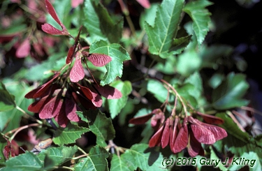Acer tataricum subsp. ginnala