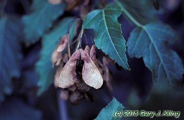 Acer tataricum subsp. ginnala