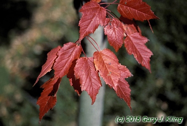 Acer tataricum subsp. ginnala
