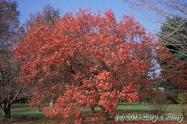 Acer tataricum subsp. ginnala