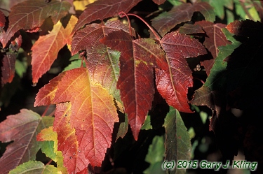 Acer tataricum subsp. ginnala