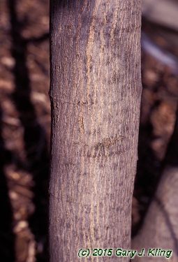 Acer tataricum subsp. ginnala