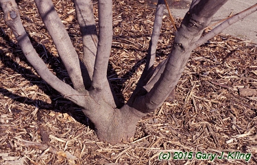 Acer tataricum subsp. ginnala