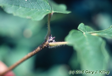 Acer griseum