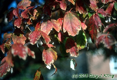 Acer griseum